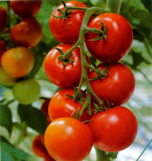 Khuyến cáo: Đàn ông nên ăn nhiều cà chua để phòng chống ung thư
