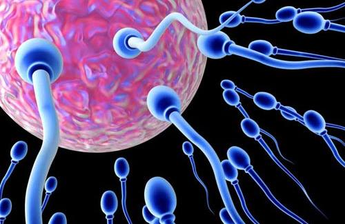 Khám phá những bí ẩn về tế bào tinh trùng của nam giới ít ai biết
