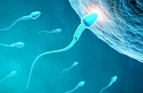 4 bí quyết giúp bồi bổ tinh trùng, tăng khả năng thụ thai các cặp hiếm muộn nên biết