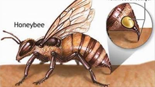 Tử vong do ong đốt, làm như thế nào để phòng tránh?