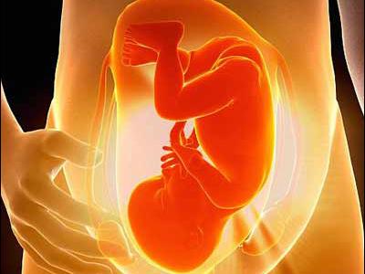 Sức khỏe sinh sản: Khám phá sự hình thành cơ thể thai nhi