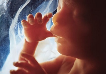 Bật mí hình ảnh phát triển của thai nhi qua từng tháng tuổi