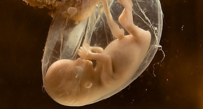 Lần đầu tiên trong lịch sử con người tìm ra cách cho thai nhi trực tiếp
