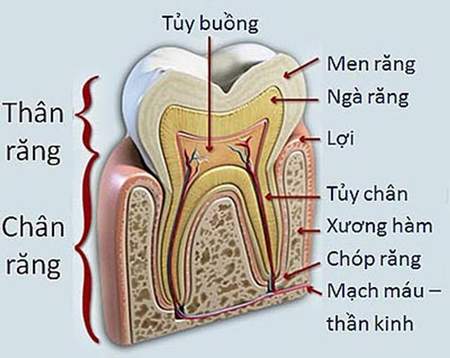 Các bệnh của tủy răng mà bạn nên biết để bảo vệ răng miệng