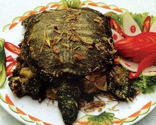 Hướng dẫn món ăn bài thuốc giàu dinh dưỡng từ rùa không phải ai cũng biết