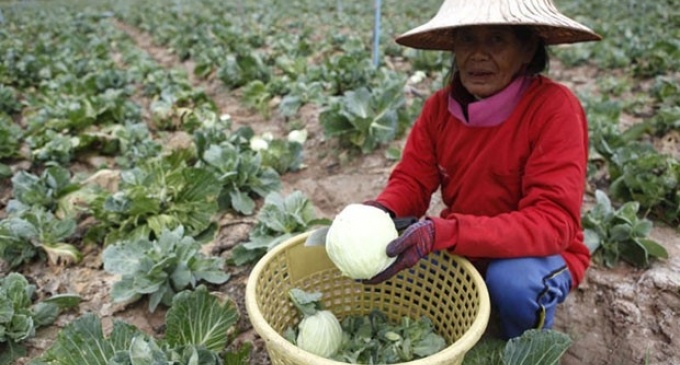 Cảnh báo: Trái cây Thái Lan chứa chất độc hại cho người