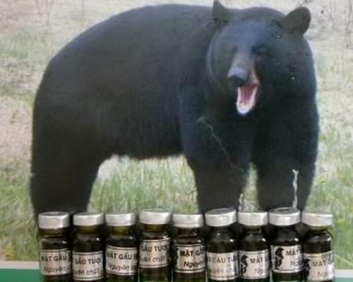 Uống rượu pha mật gấu - Coi chừng tai biến nguy hiểm khó lường
