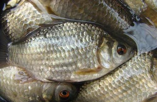 Bài thuốc hay: Thực phẩm chức năng đa công dụng từ cá diếc