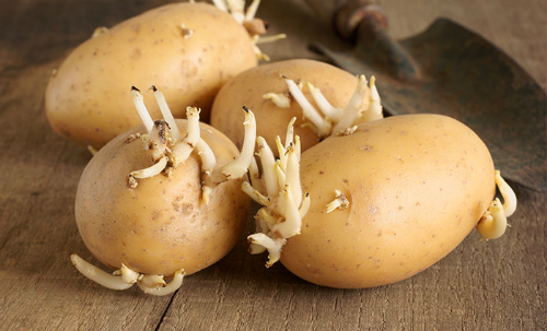 Lý do tại sao khoai tây mọc mầm gây độc cho cơ thể?