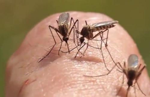 Cách trị côn trùng cắn, vết muỗi đốt chỉ cần vài mẹo nhỏ này sẽ biến mất tức khắc