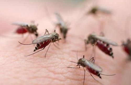 Một số nguy cơ khiến bệnh sốt xuất huyết bùng phát nhanh