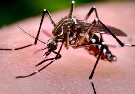 Muỗi và những căn bệnh lạ nguy hiểm do muỗi gây ra