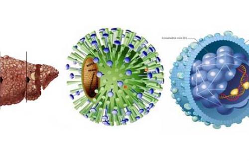 Khi nhiễm virút viêm gan B mạn tính ở trẻ em có nên điều trị?