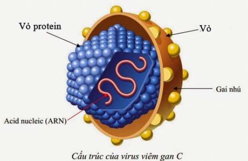 Virus viêm gan C - Những nguy hiểm khôn lường tới sức khỏe của bạn