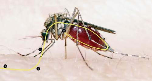 Tiêm vaccin cho muỗi - Biện pháp xóa sổ bệnh sốt rét và sốt xuất huyết