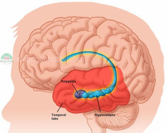 Viêm màng não: Những điều có thể bạn chưa hiểu hết