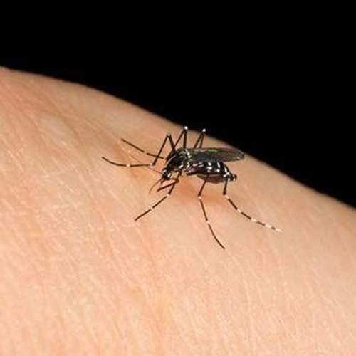 Sức khỏe: Áo choàng tàng hình ngăn muỗi đốt 1 cách hiệu quả?