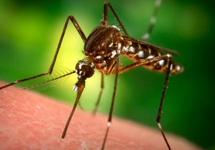 Cách đuổi muỗi hiệu quả trong những ngày nồm ẩm bằng biện pháp gì?
