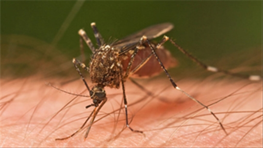 Làm gì sau khi bị muỗi đốt? Bạn biết cách phòng tránh nó không?