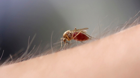 BS Nguyễn Thị Vân: Xử trí đúng cách khi bị mẩn đỏ do muỗi đốt