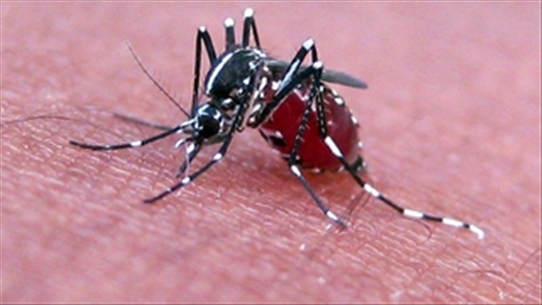 Lý giải mới về muỗi đốt không thể gây nhiễm HIV