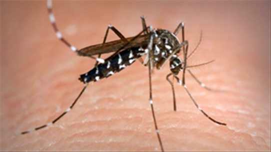 Muỗi: Mầm bệnh ngày Hè - Cần phải có biện pháp phòng tránh như thế nào?