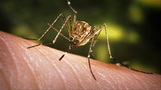 Mùi cơ thể bạn có 'hấp dẫn' muỗi? Bạn biết được điều thú vị này chưa?