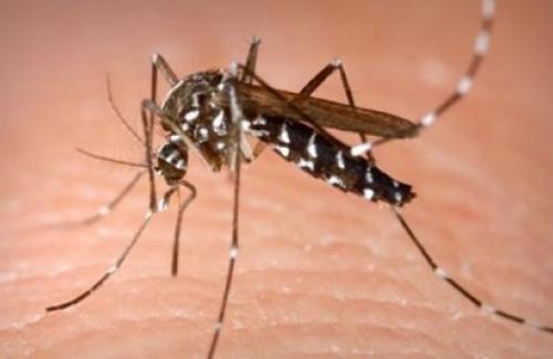 Rùng mình cảnh muỗi dày đặc tấn công nhà dân - Bạn nên cẩn trọng hơn!