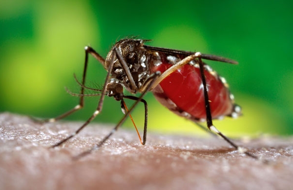 Cách hiệu quả xua muỗi, ngừa bệnh Zika 1 cách hiệu quả?