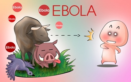 12 câu hỏi thường gặp về bệnh do vi rút Ebola gây ra