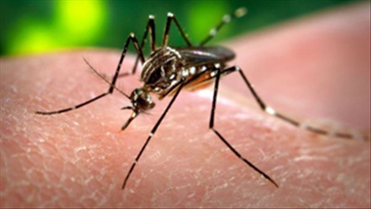 Điểm mặt ba căn bệnh nguy hiểm do muỗi gây ra ở Việt Nam