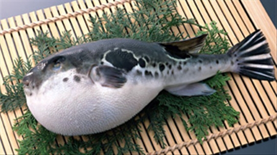 Người Nhật thích ăn món cá nóc chết người: Vì sao?