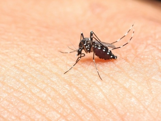 Viêm não nhật bản, sốt xuất huyết... đều có nguyên nhân do muỗi gây ra