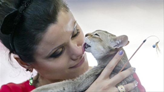 Mèo cào: Căn bệnh nguy hiểm 'ẩn' dưới vết xước ngoài da