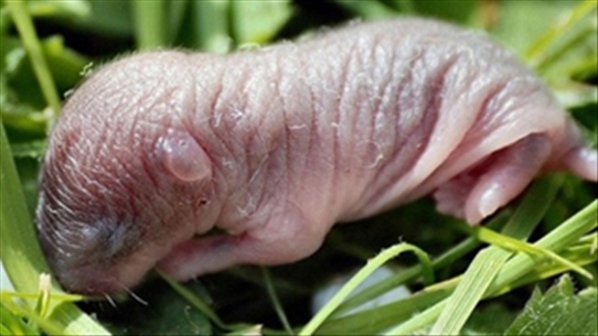 35 bệnh ẩn chứa trong thịt chuột bao tử sống bạn nên phòng tránh