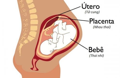 Hé lộ 10 chức năng của nhau thai khi mang bầu có thể bạn chưa biết