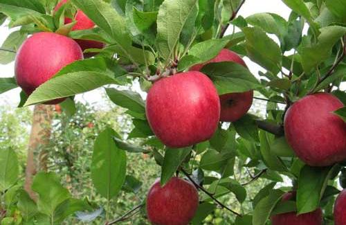Công dụng diệu kỳ của quả táo đối với sức khỏe chúng ta