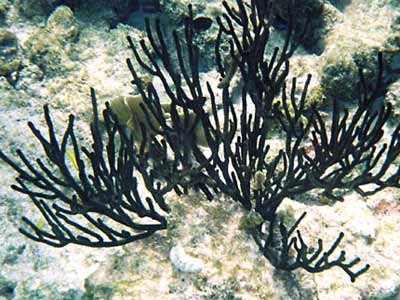 Tác dụng của san hô đen giúp chữa các bệnh lý về xương