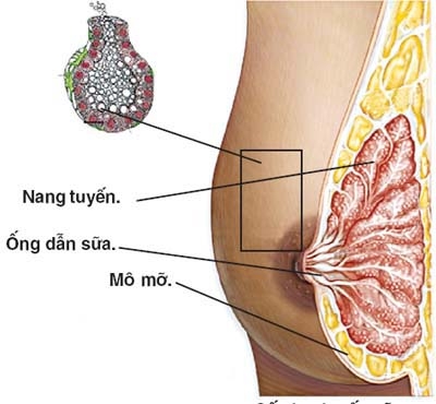 Bài thuốc trong dân gian chữa thiếu sữa cho các sản phụ