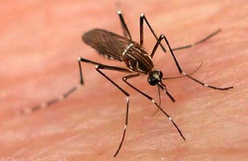 Sốt xuất huyết, virus Zika là hai trong số những bệnh nguy hiểm do muỗi gây ra