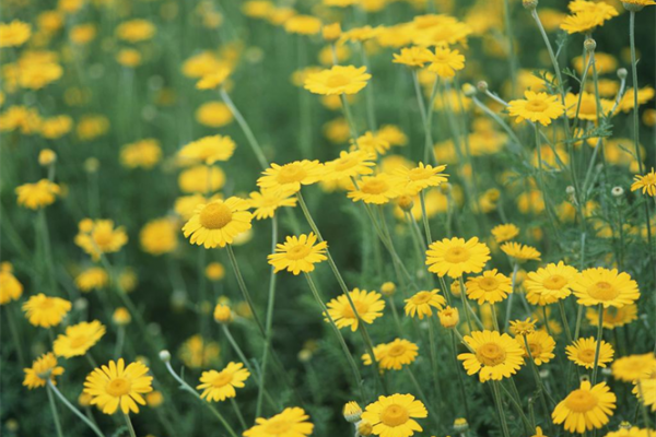 6 bài thuốc trị liệu hay từ cúc hoa vàng đơn giản hiệu quả