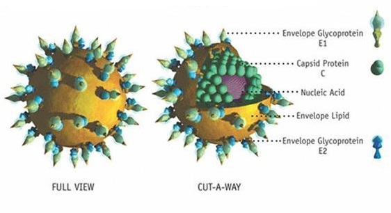 Các hướng điều trị căn bệnh viêm gan virut C hiệu quả