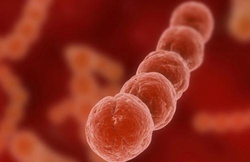 Liên cầu nhóm B hiểm họa gây nhiễm khuẩn ở trẻ em và phụ nữ