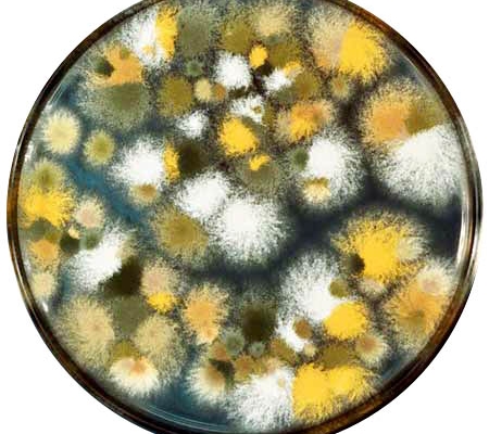 Bệnh nấm sâu Aspergillus gây viêm da, viêm giác mạc