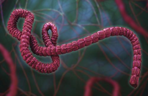 Virus Ebola là gì? Những phương pháp phòng tránh bệnh khi đi du lịch