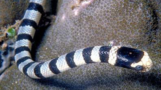 Tác dụng không ngờ từ thịt rắn biển trong việc chữa trị đau cột sống