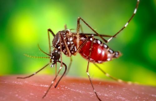 Nguyên nhân bị bệnh viêm não tủy cấp do virut Zika