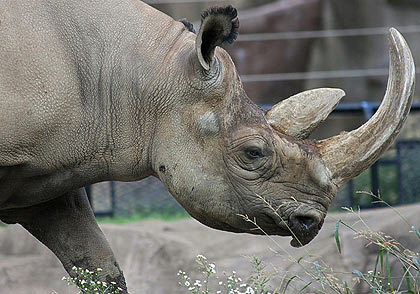 Thực hư về tác dụng của sừng tê giác không phải ai cũng biết