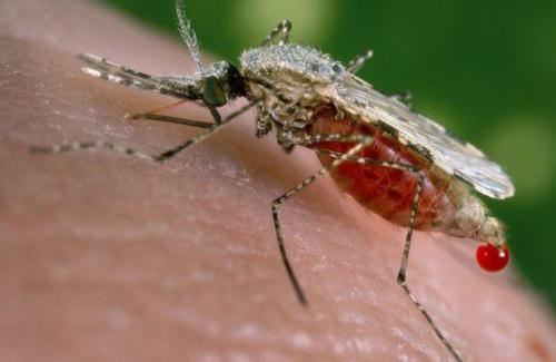 Môt số biện pháp phòng ngừa bội nhiễm do sốt rét ác tính gây ra