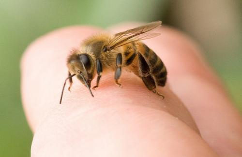 Cách phòng tránh và điều trị ong đốt hiệu quả tại nhà